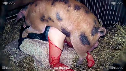 Pig vs girl porn