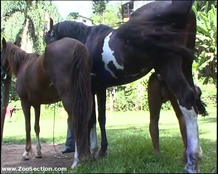 Anal sex with horse ended by creampie. Animal anal cum